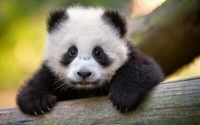 Brainstorming and Baby Pandas