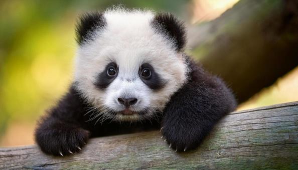 Brainstorming and Baby Pandas